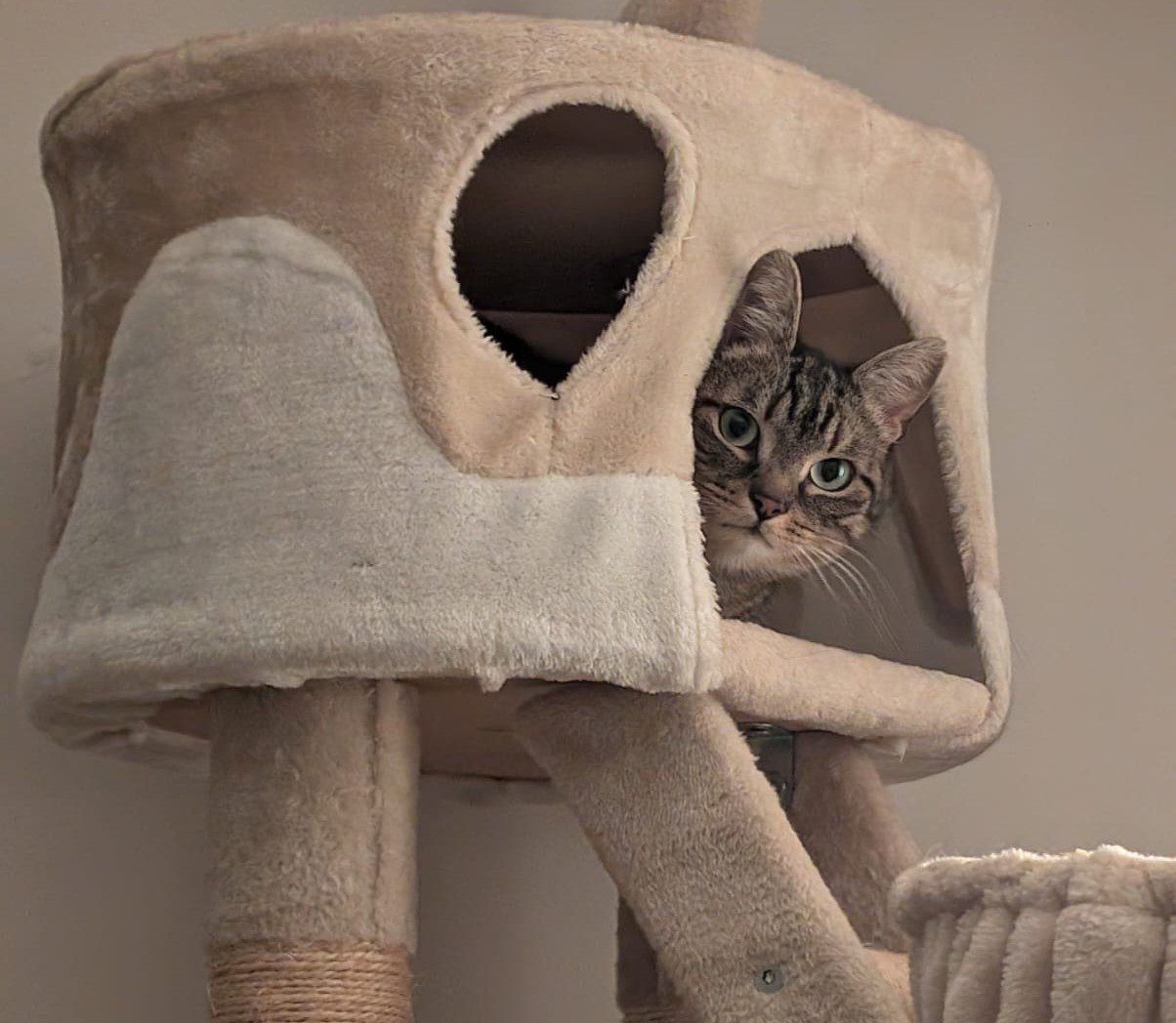 Enrichissement de l'environnement chez les chats