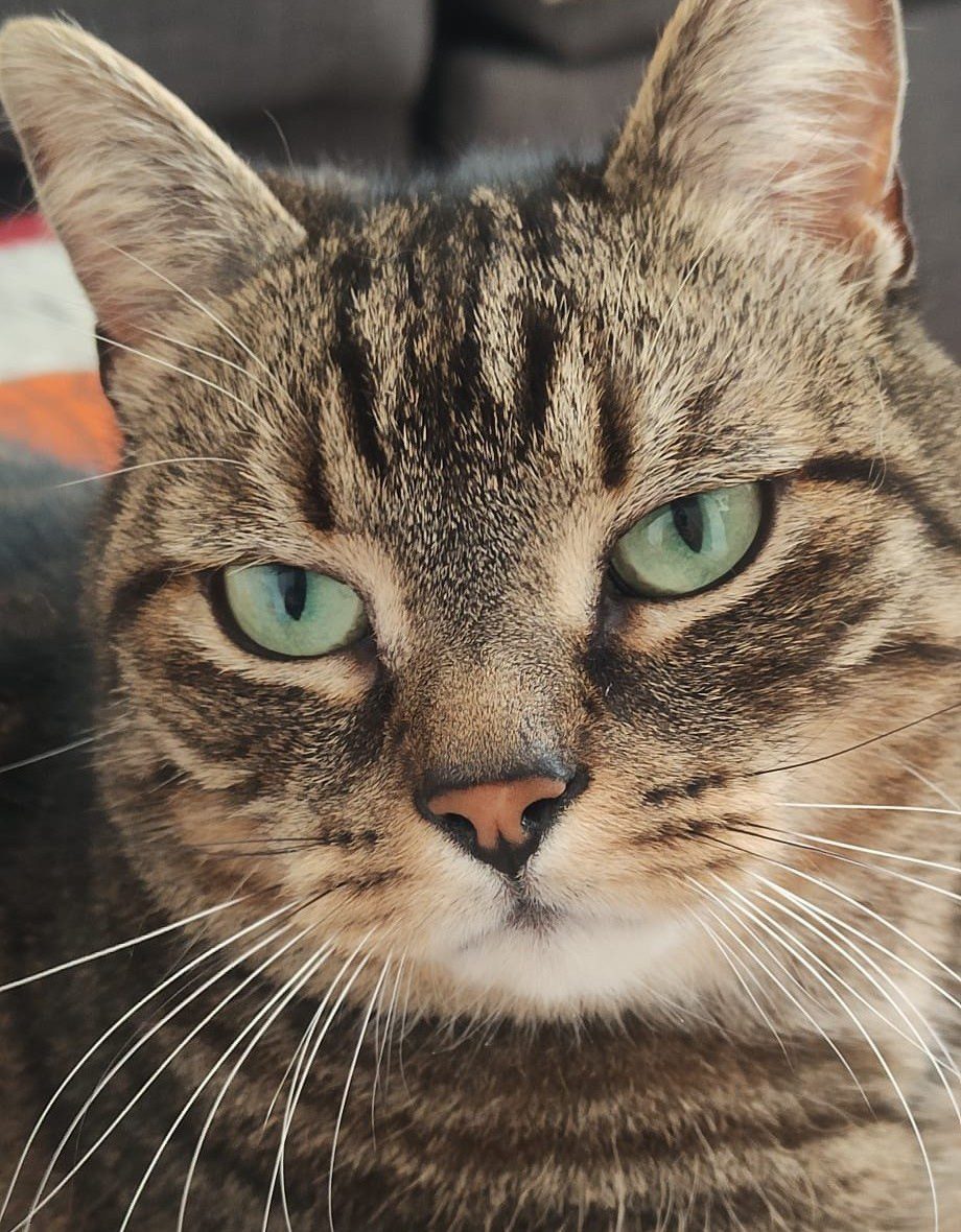 Résolution de problématique avec les chats